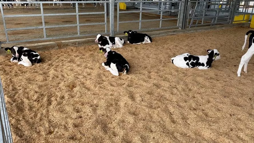 Group housed calves relaxing together. Robert James photo