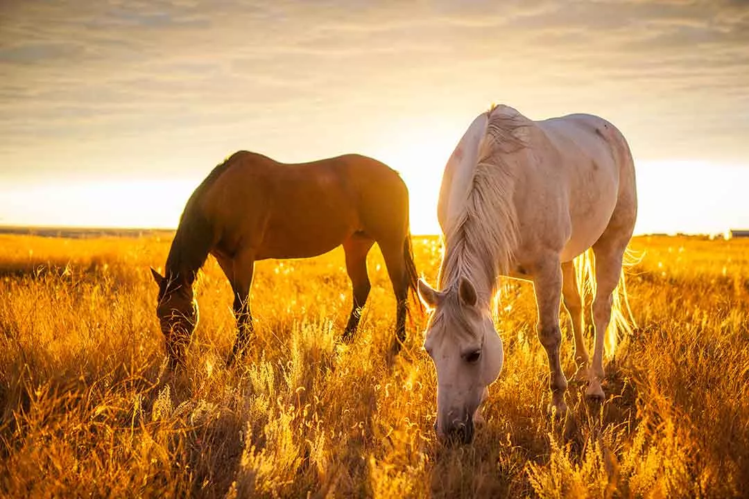 Hoarses grazing in easter wyoming - managing deafness in horses