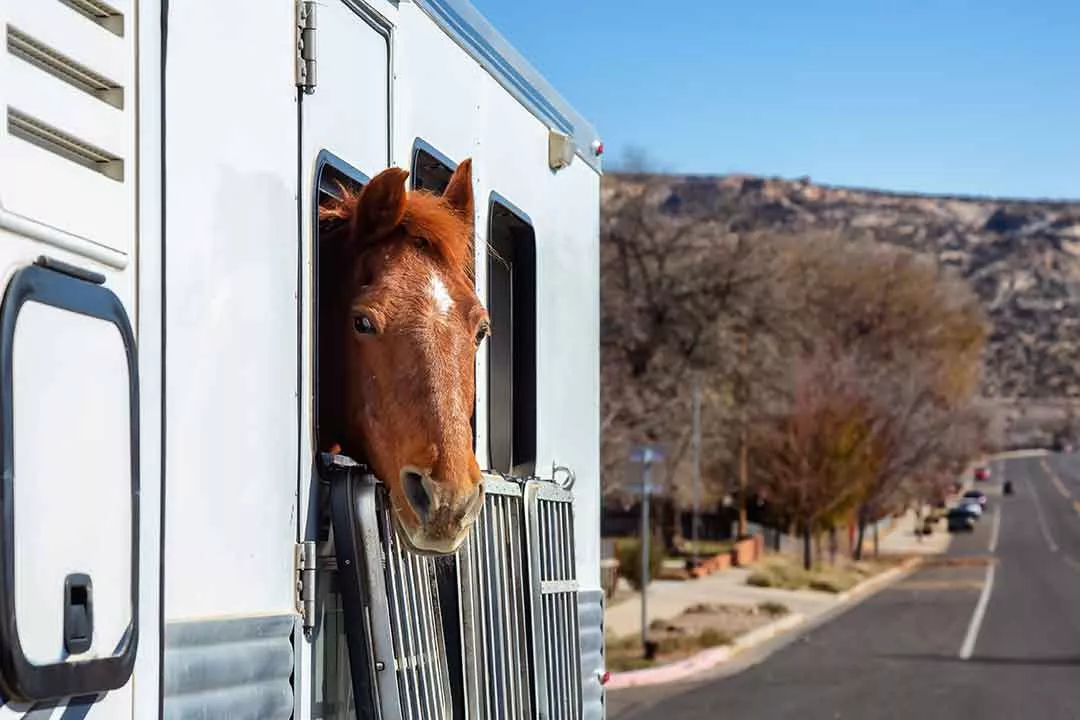 Hot horse sticking head out of hot horse trailer