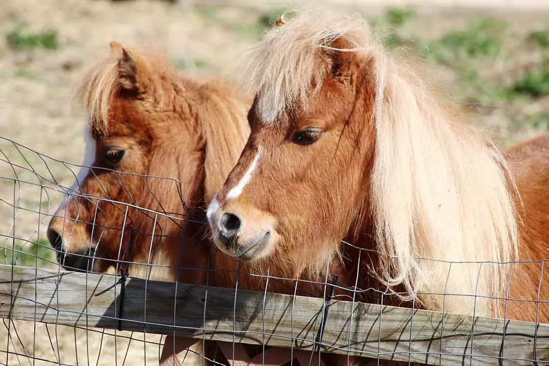 Two miniature horses looking over a fence