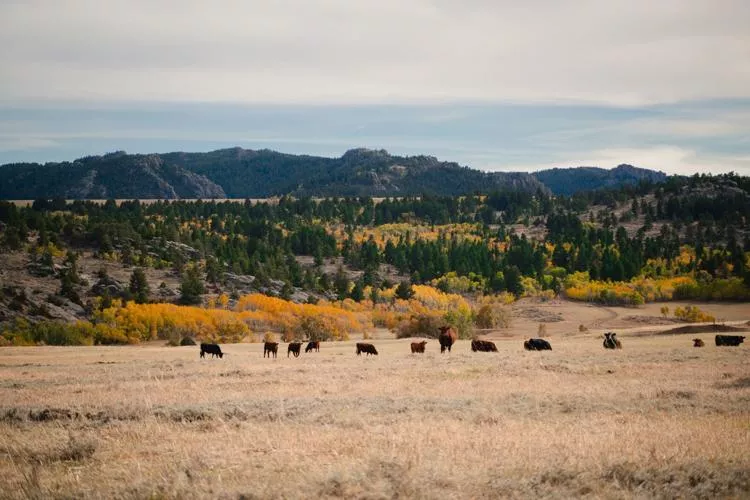 Marketing beef from the pasture to your plate