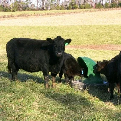 Young calf using an AmeriAg mineral feeder