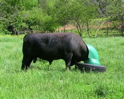 Mature bull using an AmeriAg mineral feeder