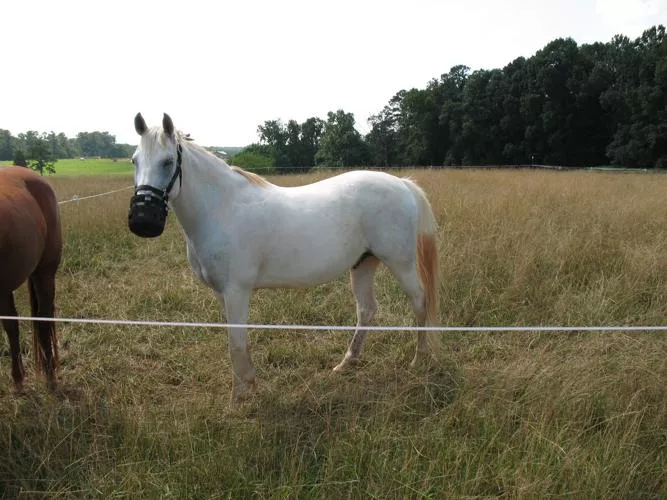 A horse with a grazing muzzle