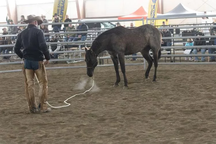 The Teton Horse Experience and mustang recovery challenge