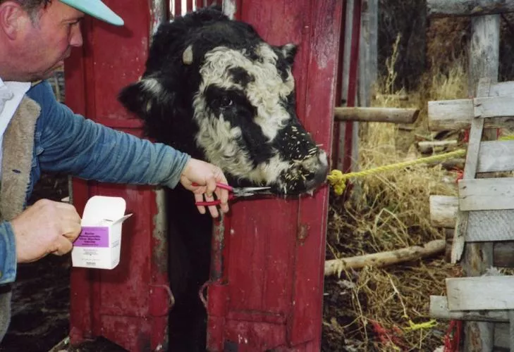Barnyard Basics: Removing porcupine quills