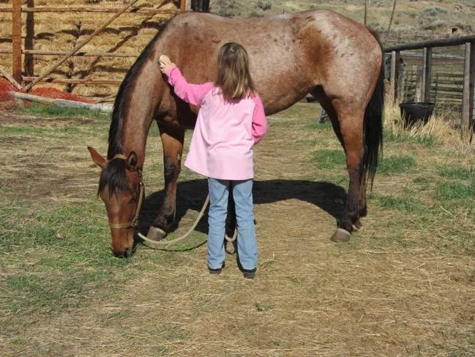 Barnyard Basics: Working with horses on near side and off side